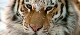 tigre-siberie-d-1