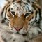 Chine > L’interdiction de vendre du tigre bafouée tigre-siberie-d-1