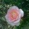 Pour la floraison de juin, le Thabor s’habille de rose Gloire du Bourbonnais », « Iceberg » Royale Rose, Petit marquis, Magie noire, Reflets de Saint-Malo