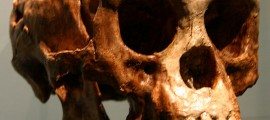 Homo floresiensis, florès, chine, plos one, nouvelle homme, âge de pierre