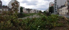 maginot, massacre, arbre, tronço nneuse, rennes