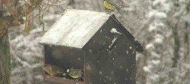 ornithologie