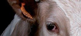 abolir-la-viande