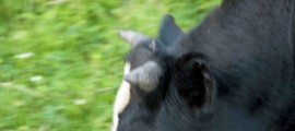 vache