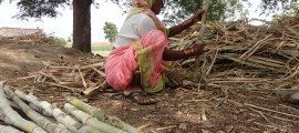 800px-Indian_Farmer