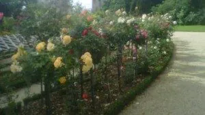 rose, thabor, roseraie, municipalité rennaise, jardin public,