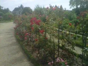 rose, longévité, roseraie, thabor, jardin, rennes