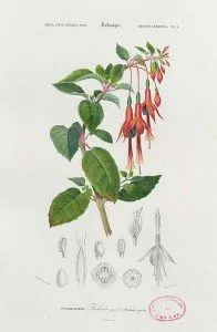 Fuchsia Orbigny