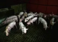cochons animaux droits