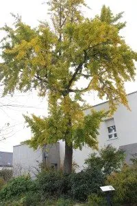 ginkgo-biloba_rennes_guillaume-régnier