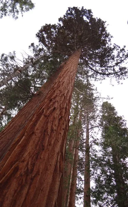 séquoia géant