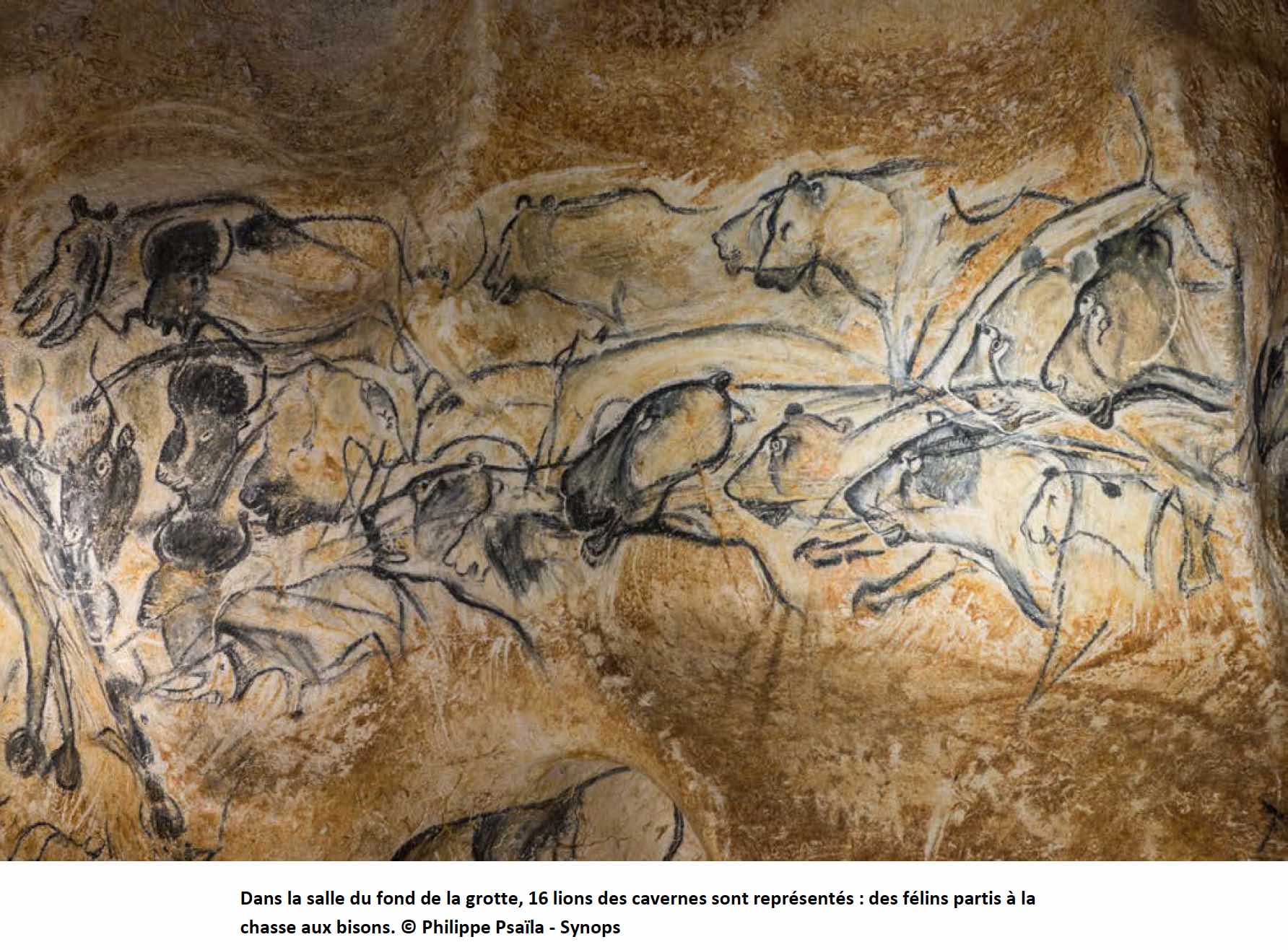 Exposition préhistoire : Derrière la paroi ou la GROTTE CHAUVET-Pont d ...