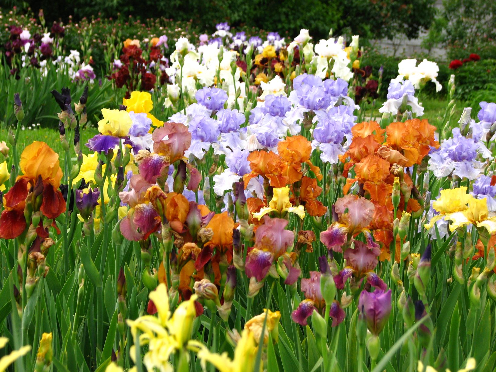 Les iris du parc de Bagatelle Parc de Bagatelle