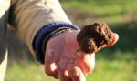 Découverte de la truffe noire du Berry Lapan   2022-02-02