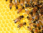 Les Jardins du Presbytère : atelier apiculture Pays de Belvès