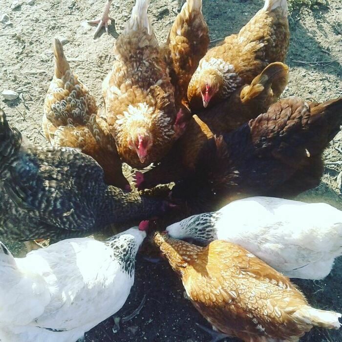 Découvrir la vie des poules Jardins partagés de la Butte Pinson