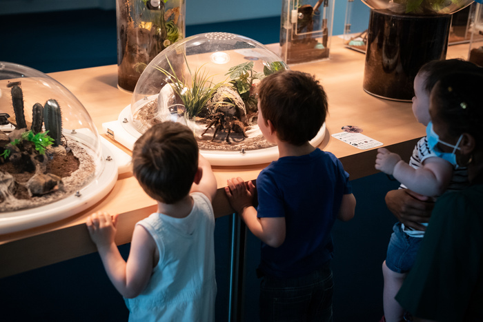 Visite libre de l'exposition temporaire "Araignées" Muséum d'Histoire Naturelle Tours