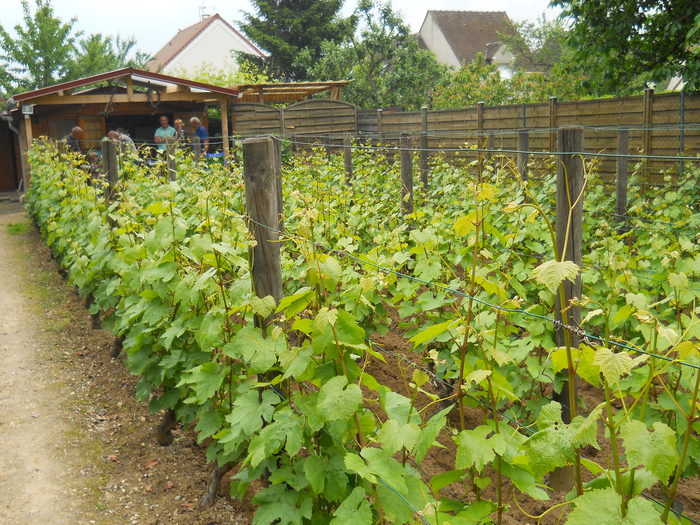 Découverte de la vigne de Saint-Martin avec dégustation de Ginglet 2021. Vignoble de la commune libre de Saint-Martin Pontoise