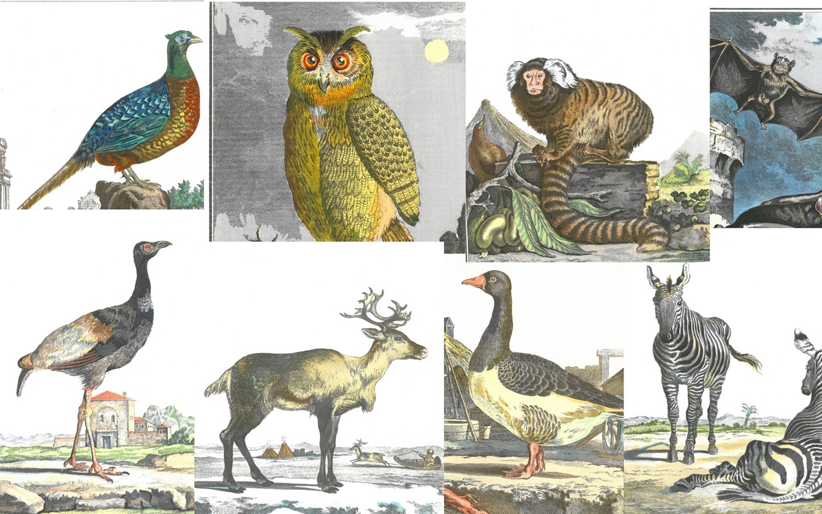 Otoño de la ciencia.  Historia de la colección de animales del Jardin des Plantes Bibliothèque Buffon Paris