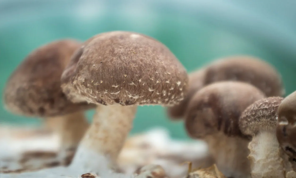 Le champignon urbain Nantes