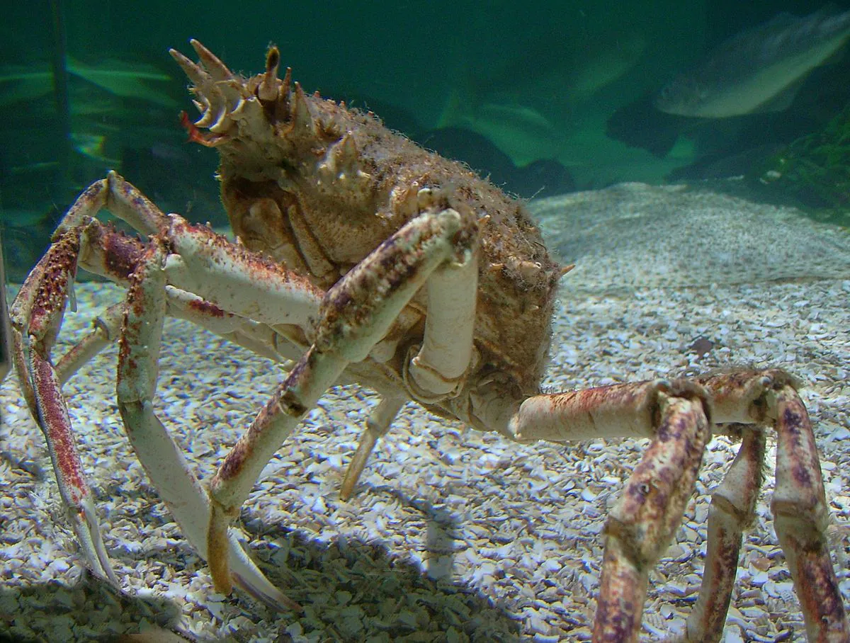 araignées de mer