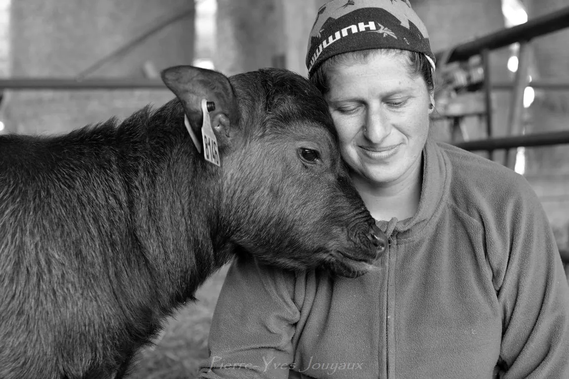 ferme bufflonnes fanny bertrand