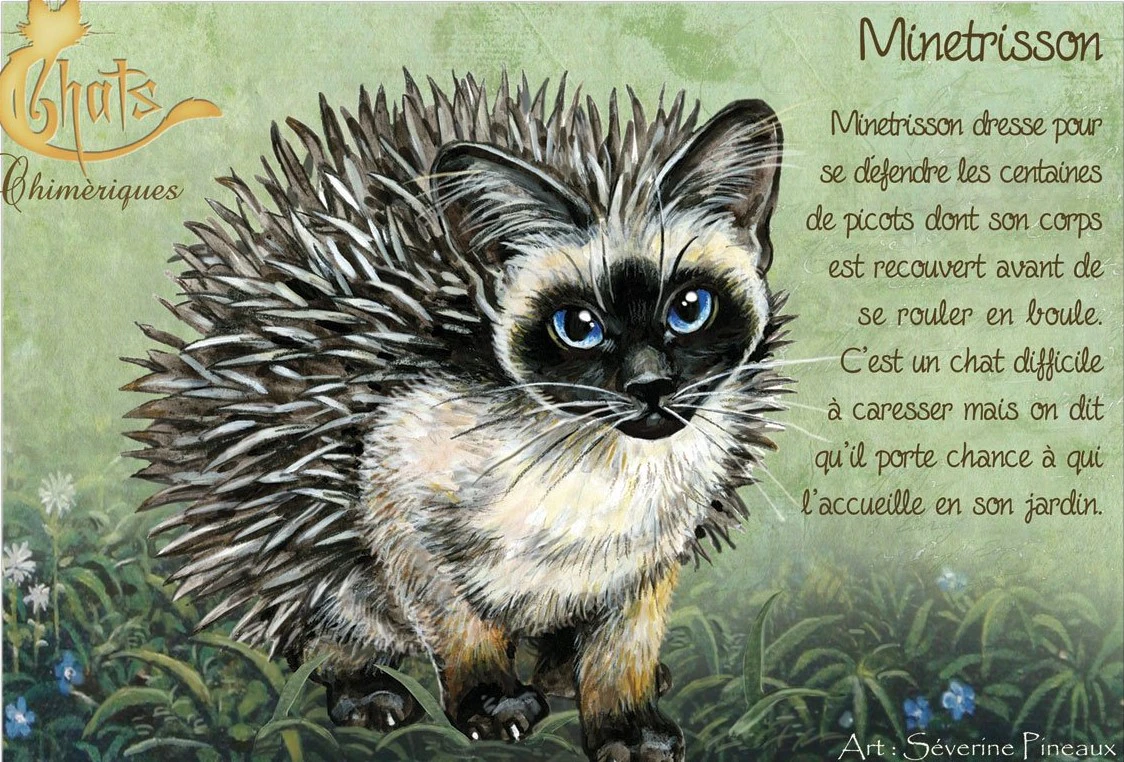 Séverine Pineaux chats