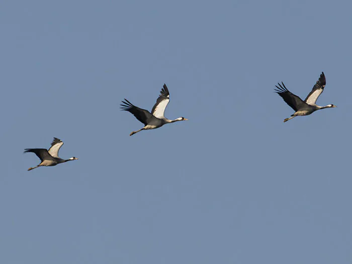 Visite "Migration des oiseaux" Bruère-Allichamps
