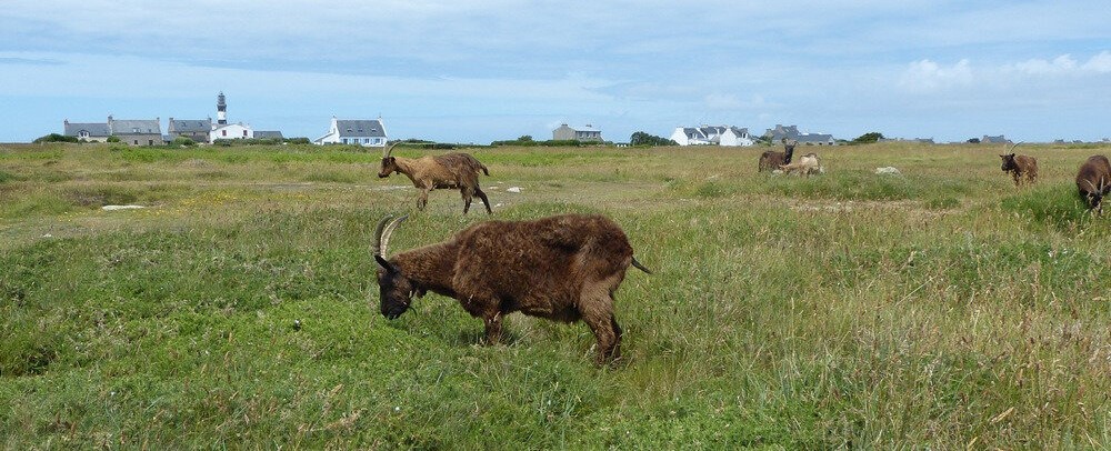 les chèvres sauvages de Ouessant