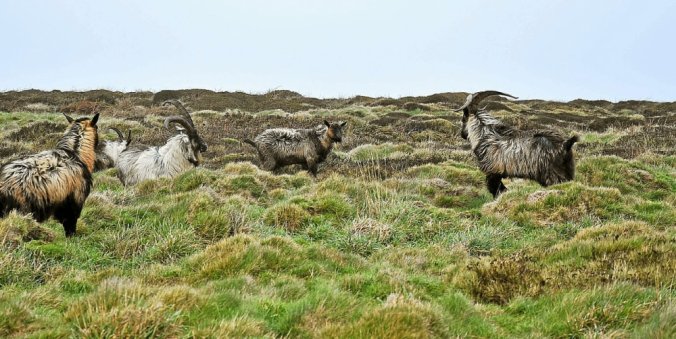 les chèvres sauvages de Ouessant