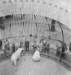 6.-vishniac_people-behind-bars-berlin-zoo-custom