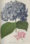 hortensia-rosea
