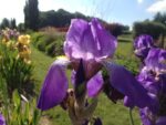 iris-isitbles-broceliande-jardin_6
