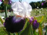 iris-isitbles-broceliande-jardin_9