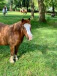 cavalier-solidaire_ffe_centre-equestre_poney-club_fenicat-1