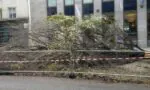 nichoirs-citoyens_avenue-janvier-rennes_abattage-arbres_nature-en-ville_oiseaux-morts-e1580822778552