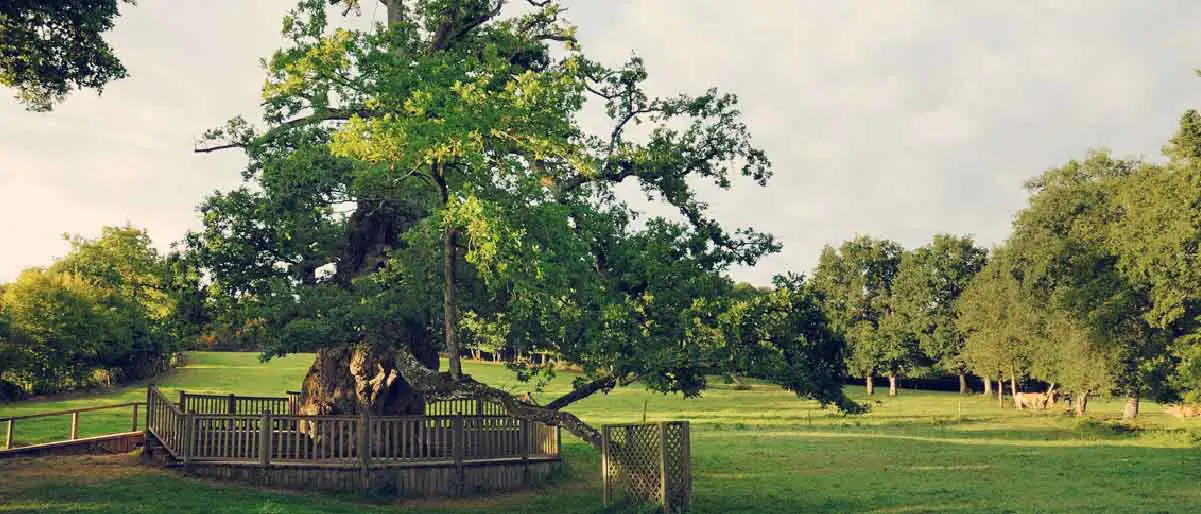 Arbres remarquables -Morbihan