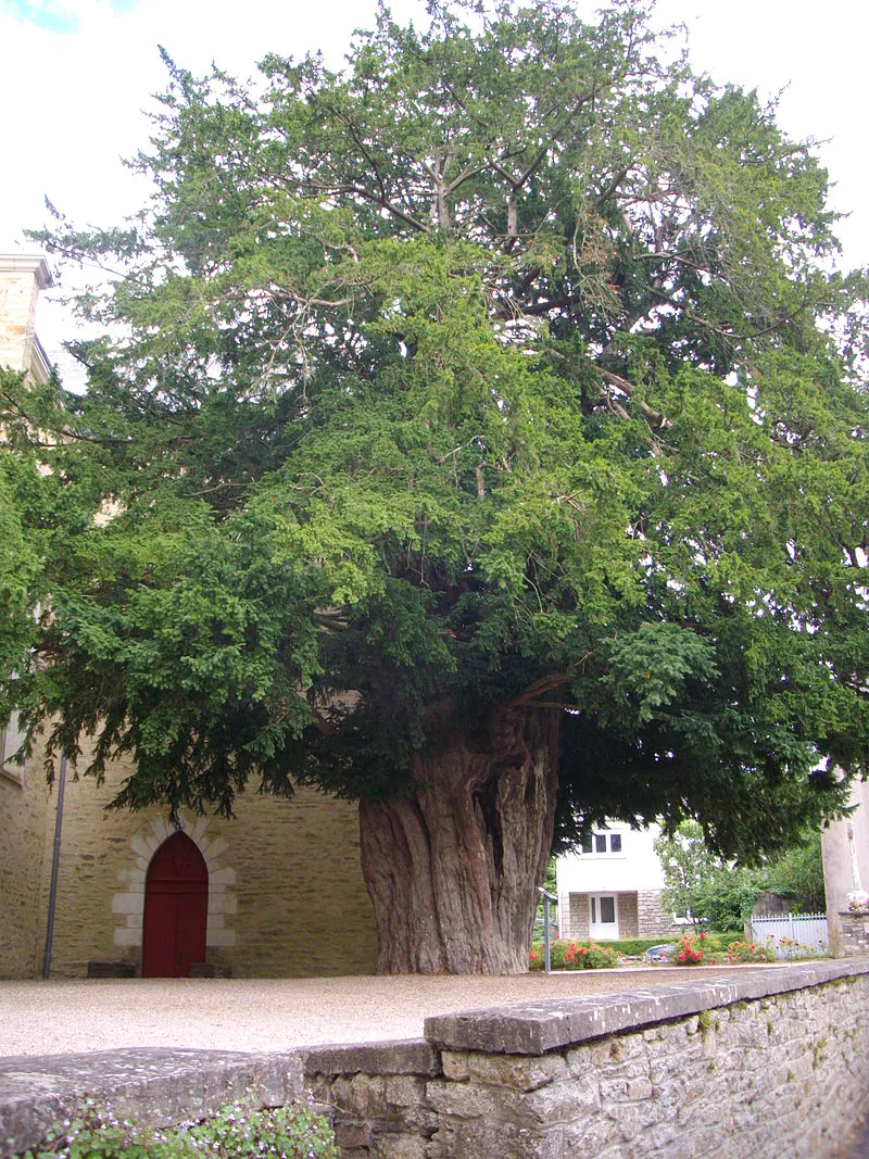 Arbres remarquables - Morbihan
