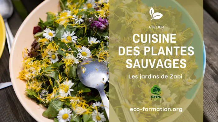 Cuisiner et sublimer nos plantes sauvages nourricières (49) Angers