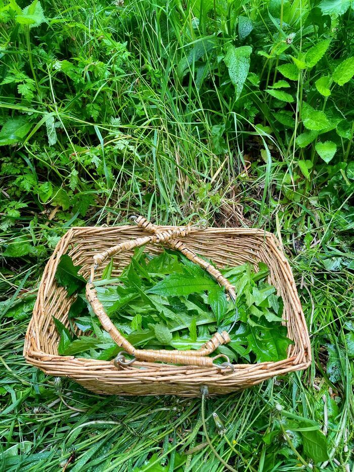 Test-Découverte des plantes sauvages comestibles et médicinales Bois de Vincennes Saint-Maurice