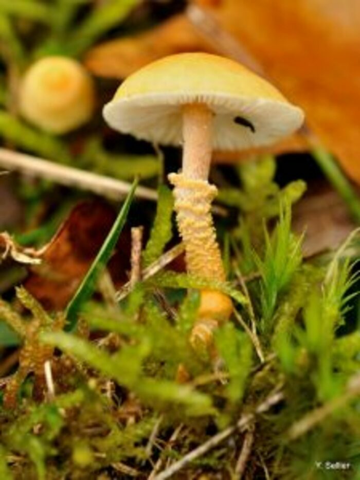 Les champignons et les lichens GEREPI - Réserve Naturelle Nationale du Pinail Vouneuil-sur-Vienne