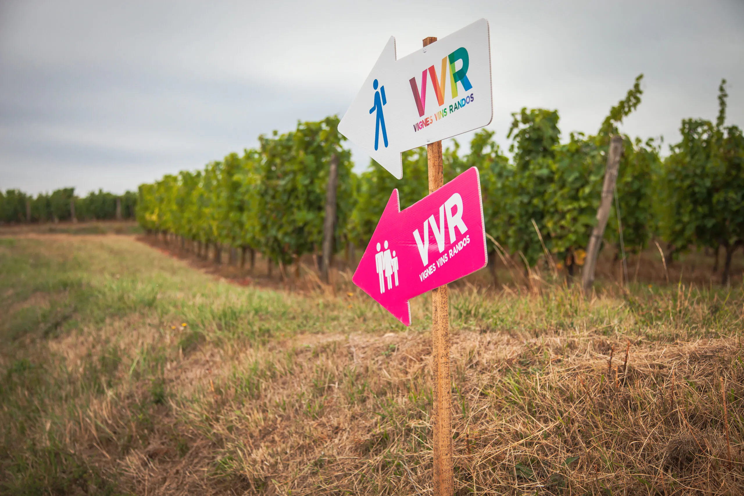 Vignes Vins Rando (Saumur-Vienne 86120)
