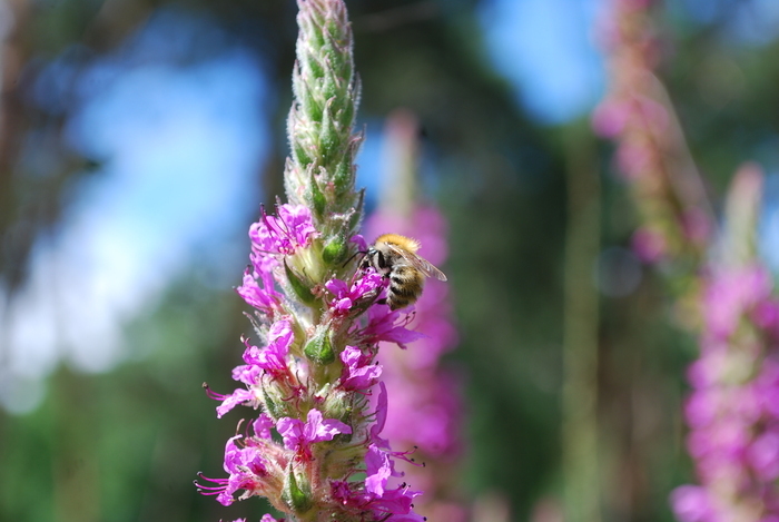 A la découverte des pollinisateurs Maison des forêts de Darnétal Darnétal
