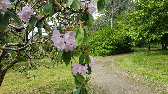 Le printemps de l'Arboretum Arboretum des Barres Nogent-sur-vernisson