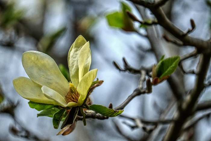 Concours photos "Magnolias" Arboretum des Grandes Bruyères Ingrannes