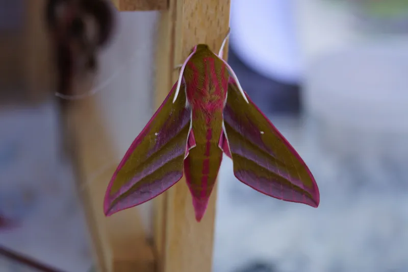 Balade Nature : A la découverte des papillons