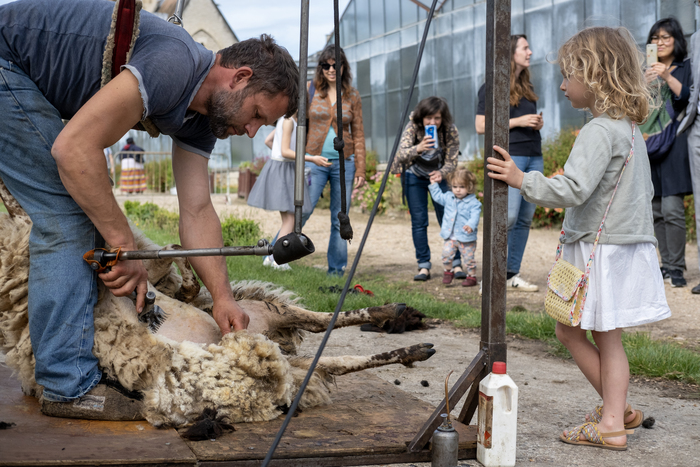 Bergeries en Ville : Atelier Famille :  Tonte des moutons Éco-atelier Pierre-Rabhi Meudon