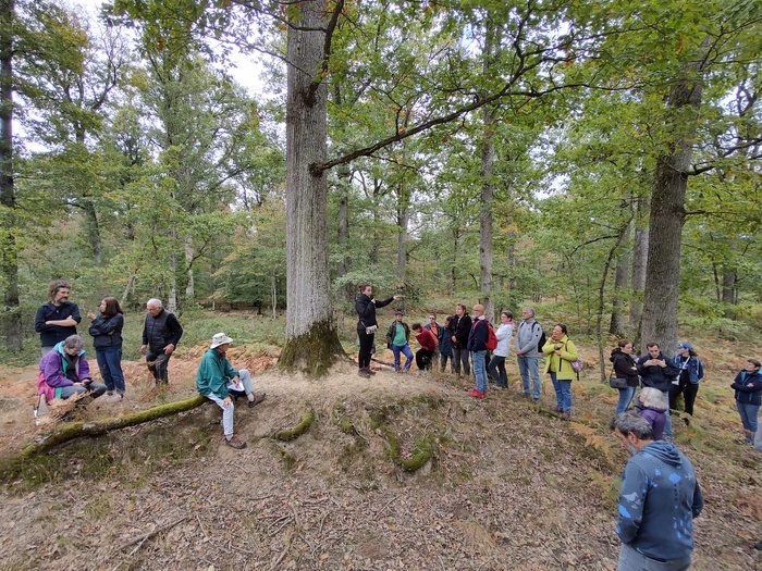Balade archéologique en Forêt d'Orléans Forêt d'Orléans Bray-saint-aignan