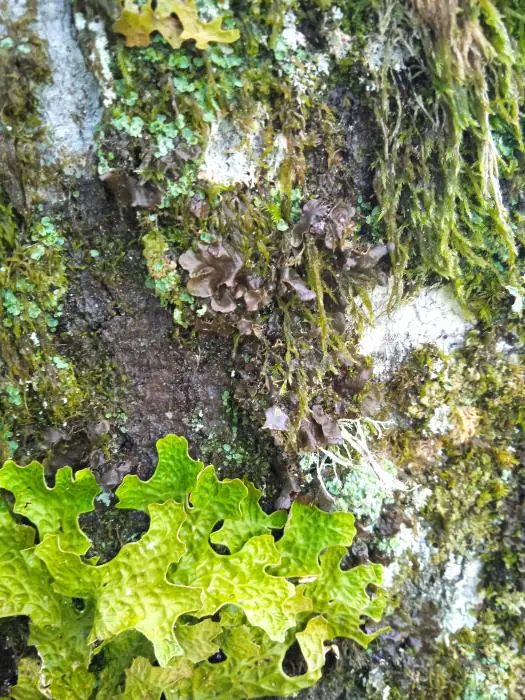 Stage 8/12 ans - Des lichens