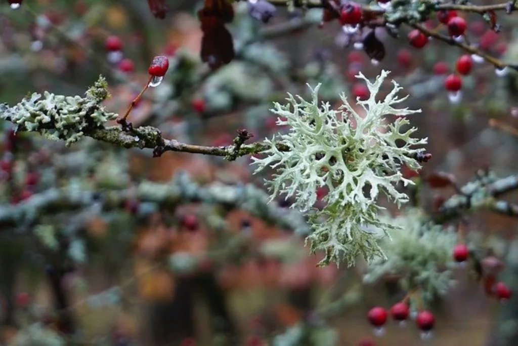 Rendez-vous nature : Fabuleux lichen